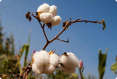 organic cotton